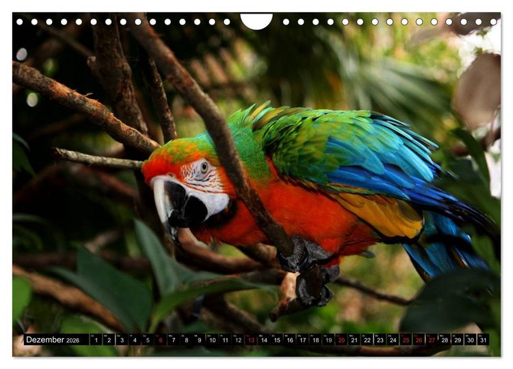 Produktbild: Papageien. Bunt, laut und klug (Wandkalender 2026 DIN A4 quer), CALVENDO Monatskalender