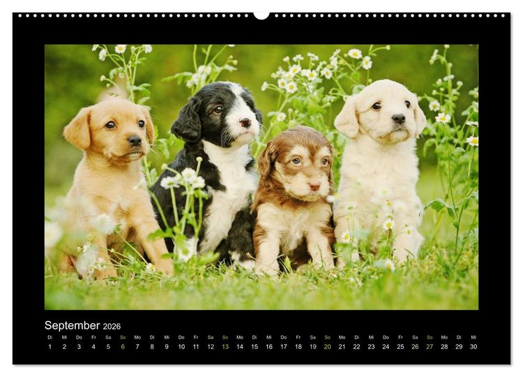 Produktbild: Allerlei Hundekinder (Wandkalender 2026 DIN A2 quer), CALVENDO Monatskalender
