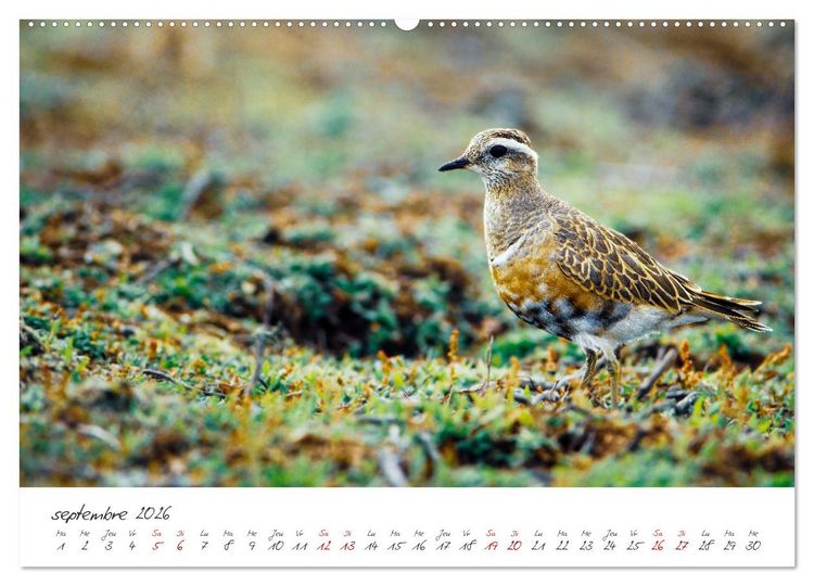 Produktbild: La faune de nos c&ocirc;tes les oiseaux (Calendrier mural 2026 DIN A2 vertical) calendrier de bureau