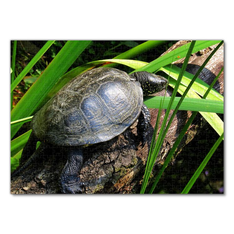 Produktbild: Lais Puzzle Wasserschildkr&ouml;te 500 Teile