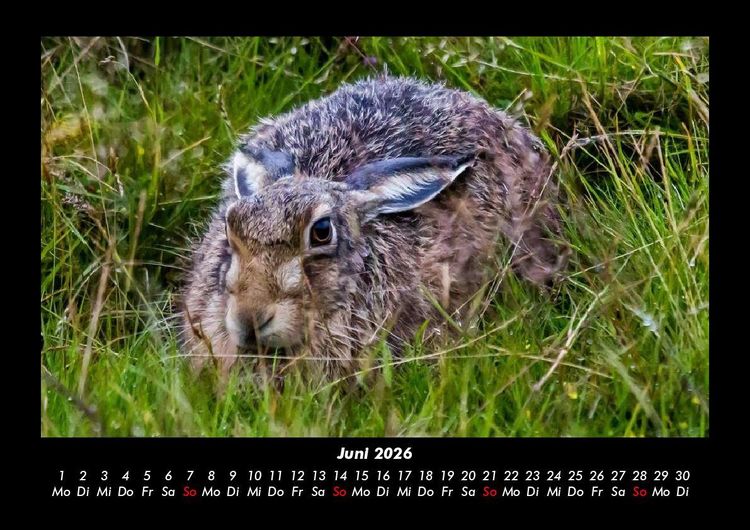 Produktbild: Tierkalender 2026 Fotokalender DIN A3