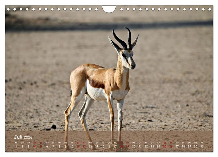 Produktbild: Kgalagadi - Fauna und Wildtiere in der Kalahari (Wandkalender 2026 DIN A4 quer), CALVENDO Monatskalender