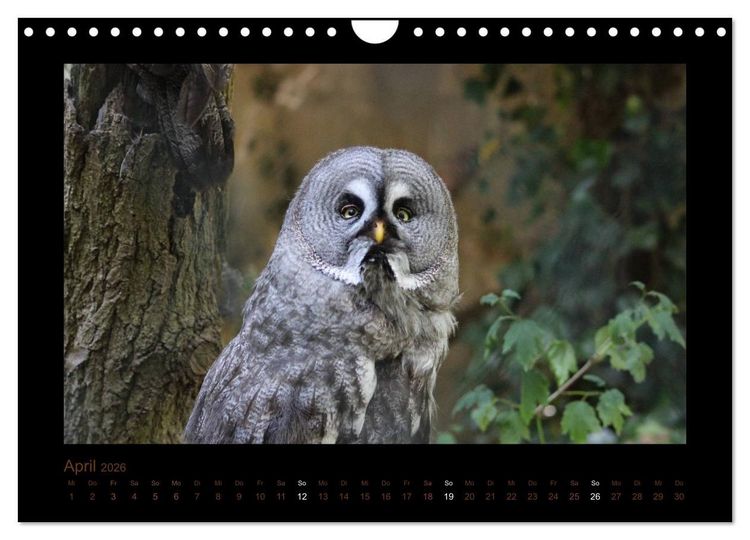 Produktbild: Eulen und K&auml;uze (Wandkalender 2026 DIN A4 quer), CALVENDO Monatskalender