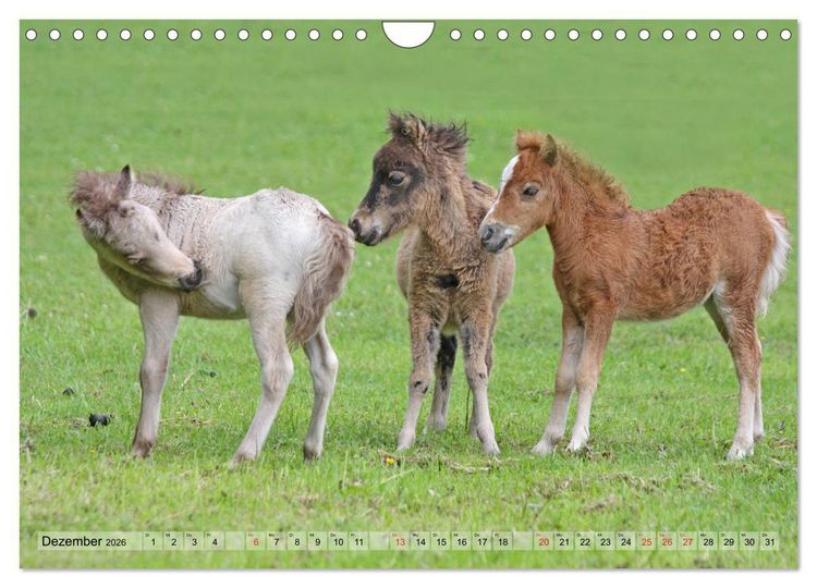 Produktbild: Pferdekinder - Fohlen haben ihren ganz eigenen Charme (Wandkalender 2026 DIN A4 quer), CALVENDO Monatskalender