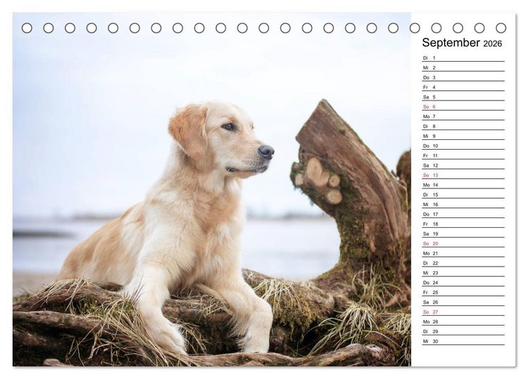 Produktbild: Goldig durch das Jahr! (Tischkalender 2026 DIN A5 quer), CALVENDO Monatskalender