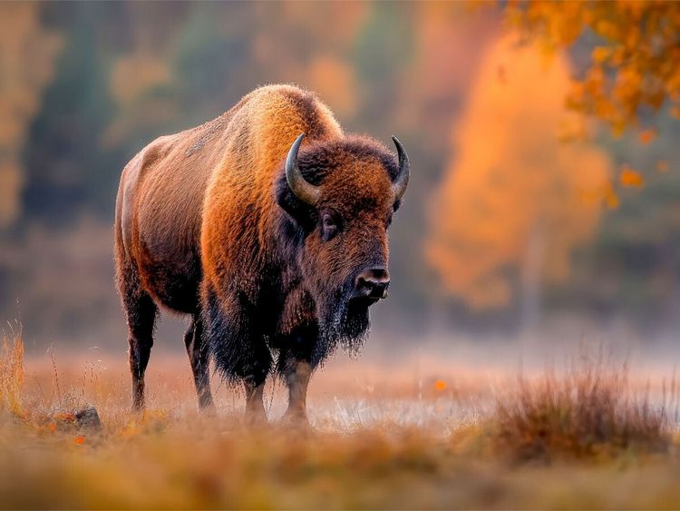 Produktbild: CALVENDO Puzzle Majest&auml;tisch und stark | 1000 Teile Lege-Gr&ouml;&szlig;e 64x48cm Foto-Puzzle f&uuml;r gl&uuml;ckliche Stunden