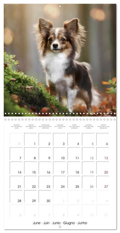 Produktbild: Chihuahuas - Companions for the Whole Year (Wall Calendar 2027 12 &times; 12 Inch) CALVENDO 12 Month Wall Calendar