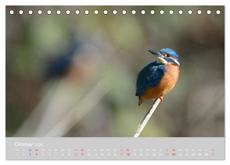Produktbild: Der Eisvogel, ein Juwel der Natur (Tischkalender 2026 DIN A5 quer), CALVENDO Monatskalender
