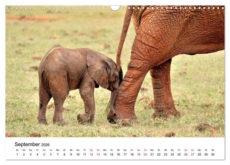 Produktbild: Elefanten Afrikas (Wandkalender 2026 DIN A3 quer), CALVENDO Monatskalender