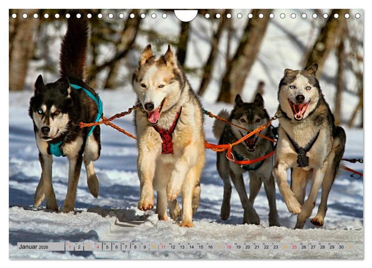 Produktbild: Huskies - Schlittenhunde (Wandkalender 2026 DIN A4 quer), CALVENDO Monatskalender