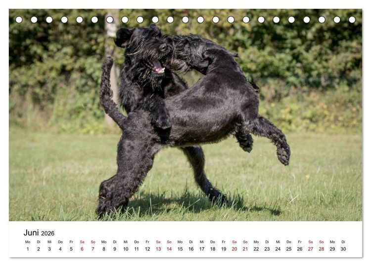 Produktbild: Schnauzer... von Zwergen und Riesen 2026 (Tischkalender 2026 DIN A5 quer), CALVENDO Monatskalender
