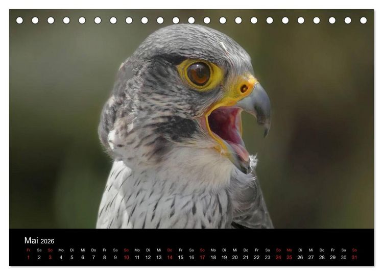 Produktbild: Raubv&ouml;gel zum Greifen nahe (Tischkalender 2026 DIN A5 quer), CALVENDO Monatskalender