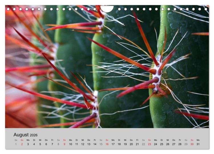Produktbild: Bl&uuml;tensymphonie - Kakteen und Sukkulenten (Wandkalender 2026 DIN A4 quer), CALVENDO Monatskalender