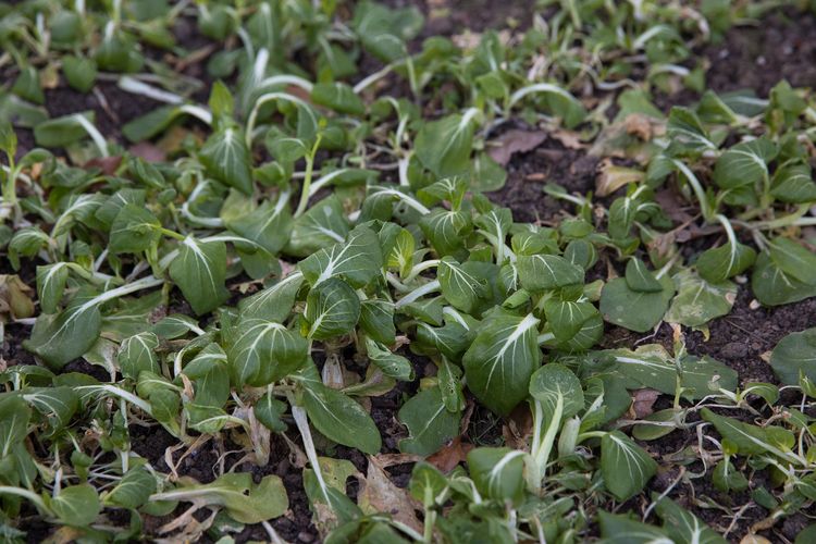 Produktbild: Frisches Gem&uuml;se im Winter ernten