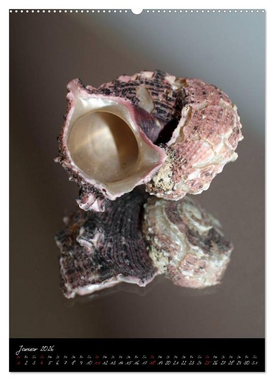 Produktbild: Muscheln und Schnecken (hochwertiger Premium Wandkalender 2026 DIN A2 hoch), Kunstdruck in Hochglanz