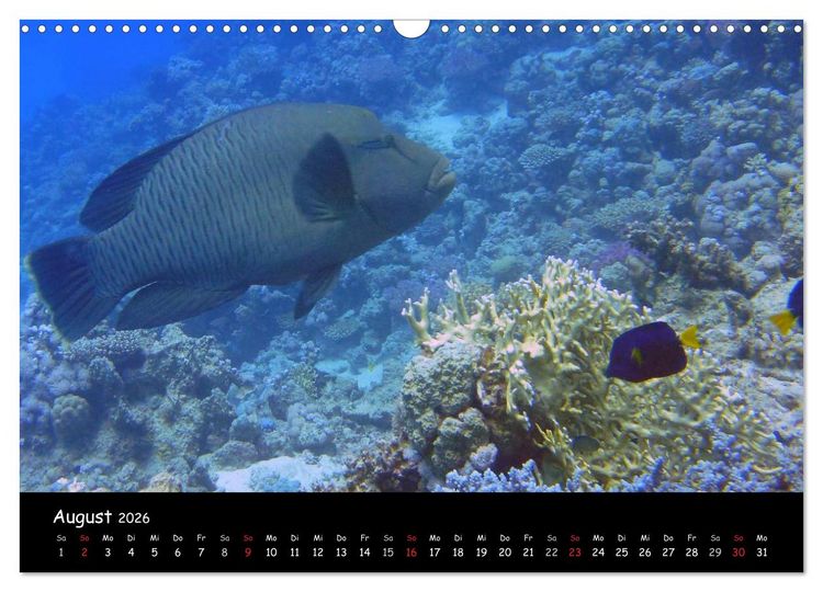 Produktbild: Rotes Meer - Unterwasserimpressionen (Wandkalender 2026 DIN A3 quer), CALVENDO Monatskalender