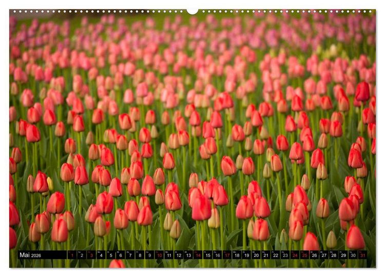Produktbild: Tulpen (hochwertiger Premium Wandkalender 2026 DIN A2 quer), Kunstdruck in Hochglanz