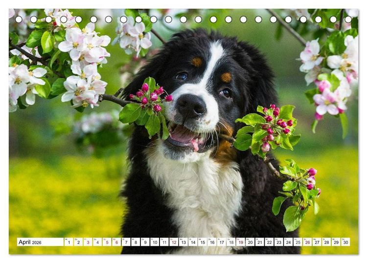 Produktbild: Faszinierende Sch&ouml;nheit Berner Sennenhund (Tischkalender 2026 DIN A5 quer), CALVENDO Monatskalender