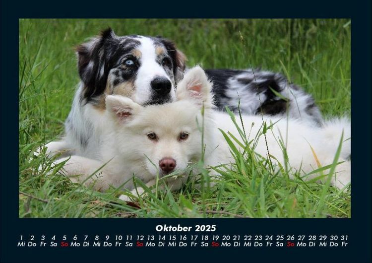 Produktbild: Hunde 2025 Fotokalender DIN A4