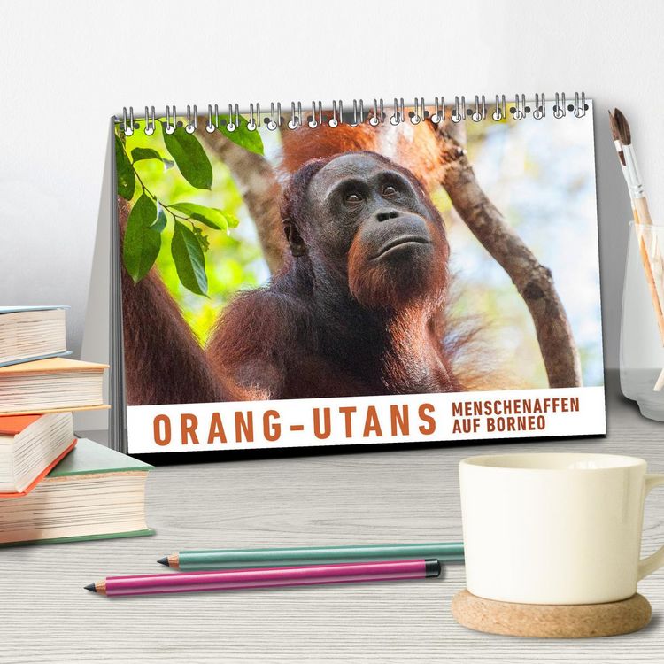 Produktbild: Orang-Utans Menschenaffen auf Borneo (Tischkalender 2026 DIN A5 quer), CALVENDO Monatskalender