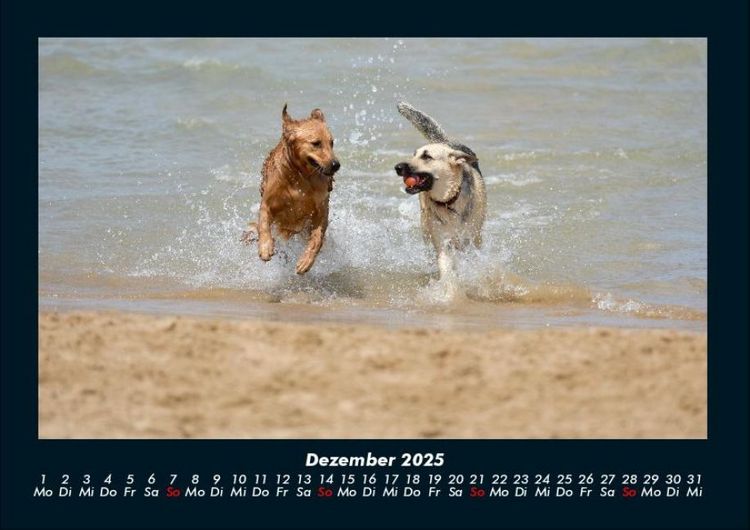 Produktbild: Hundezauber 2025 Fotokalender DIN A4