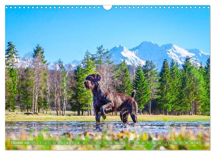 Produktbild: Deutsch Drahthaar - Ein Jahr mit Max (Wandkalender 2026 DIN A3 quer), CALVENDO Monatskalender