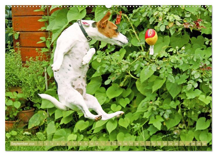 Produktbild: Jack Russell Terrier: flink und verspielt (Wandkalender 2026 DIN A2 quer), CALVENDO Monatskalender
