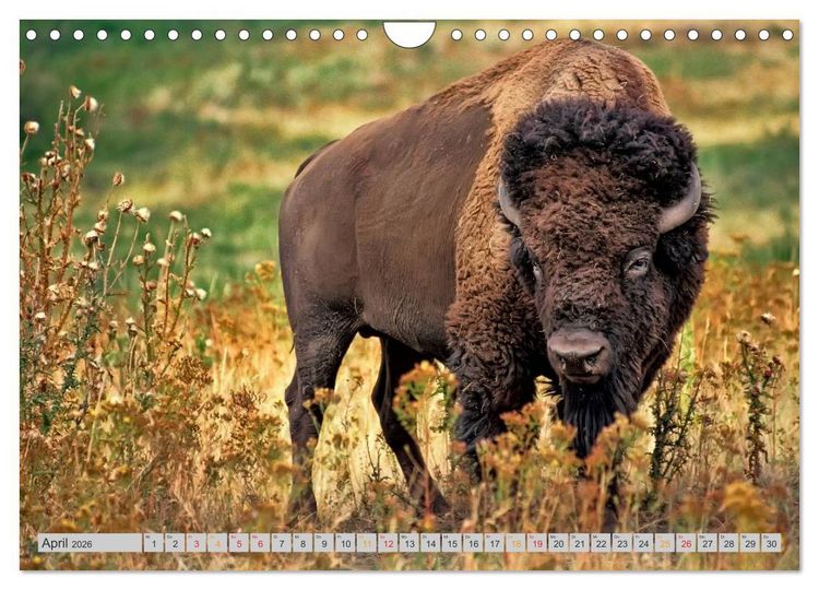 Produktbild: Bison und Wisent - Riesen mit unb&auml;ndiger Kraft (Wandkalender 2026 DIN A4 quer), CALVENDO Monatskalender