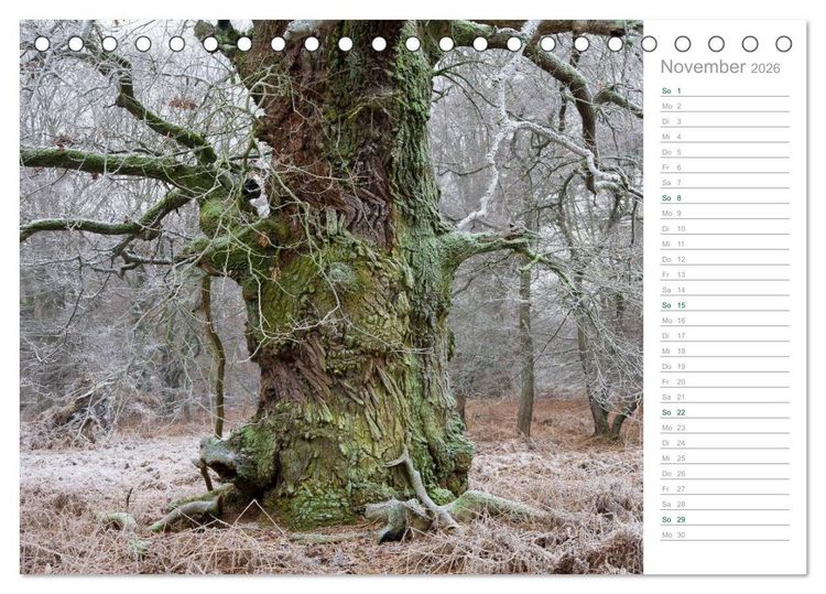 Produktbild: Im Deutschen Wald 2026 - ein Notizkalender (Tischkalender 2026 DIN A5 quer), CALVENDO Monatskalender