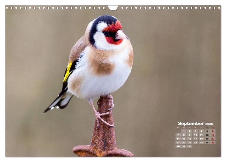 Produktbild: NATUR PUR - Singv&ouml;gel ganz nah (Wandkalender 2026 DIN A3 quer), CALVENDO Monatskalender