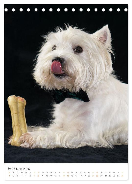 Produktbild: Der Westie - Portrait eines West Highland White Terriers (Tischkalender 2026 DIN A5 hoch), CALVENDO Monatskalender