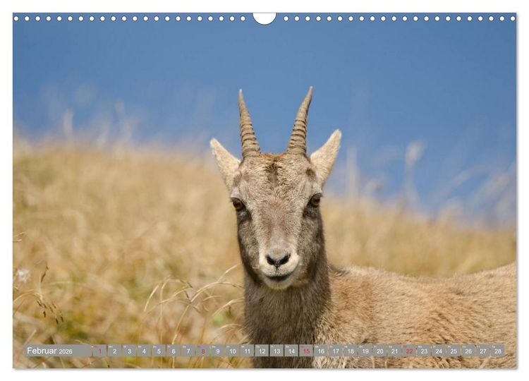 Produktbild: Steinwild am Pilatus (Wandkalender 2026 DIN A3 quer), CALVENDO Monatskalender