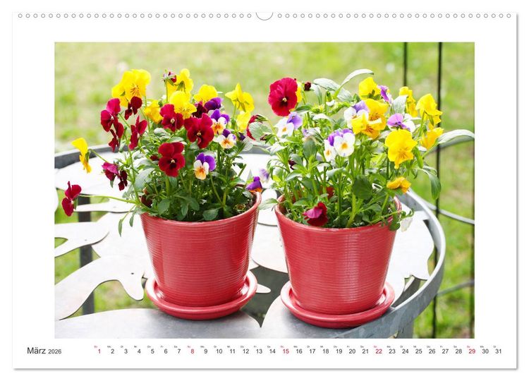 Produktbild: Veilchengew&auml;chse - Stiefm&uuml;tterchen und Hornveilchen (Wandkalender 2026 DIN A2 quer), CALVENDO Monatskalender