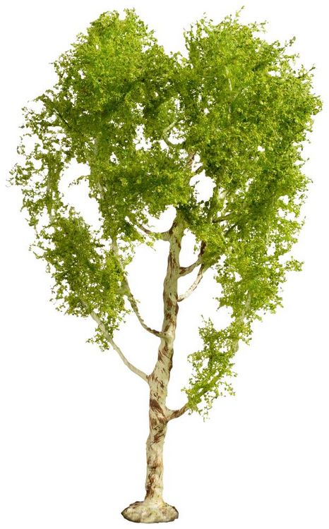 Produktbild: NOCH 20125 Baum Moorbirke 210mm 1St.