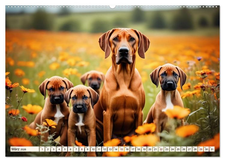 Produktbild: Rhodesian Ridgeback - Athlet mit R&uuml;ckenkamm (Wandkalender 2026 DIN A2 quer), CALVENDO Monatskalender