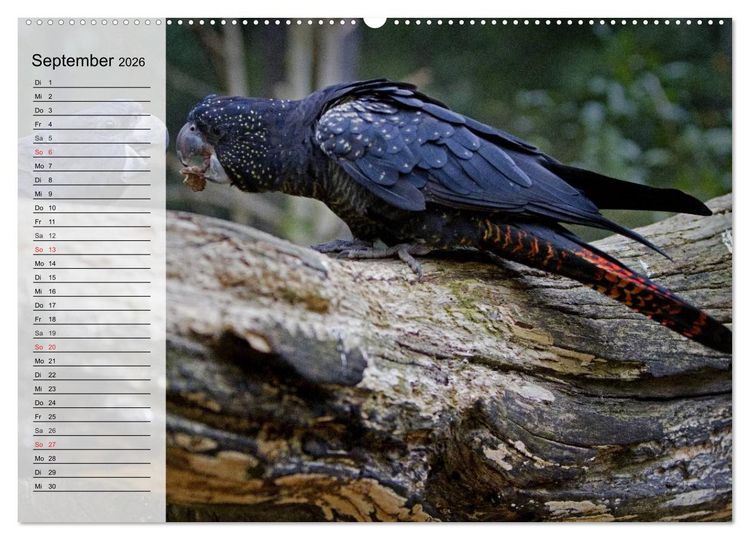 Produktbild: Papageien. Bunt, laut und klug (Wandkalender 2026 DIN A2 quer), CALVENDO Monatskalender