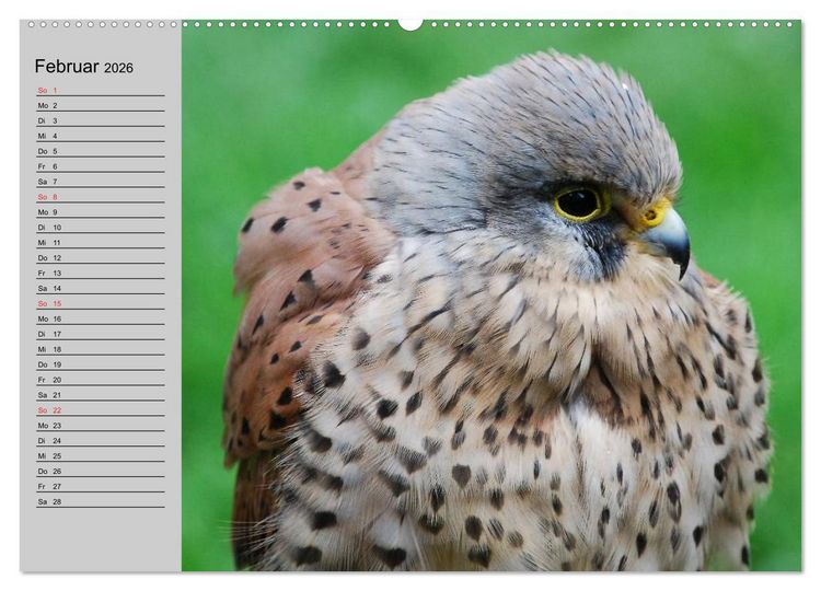 Produktbild: Falken und Greifv&ouml;gel - Edle J&auml;ger (hochwertiger Premium Wandkalender 2026 DIN A2 quer), Kunstdruck in Hochglanz