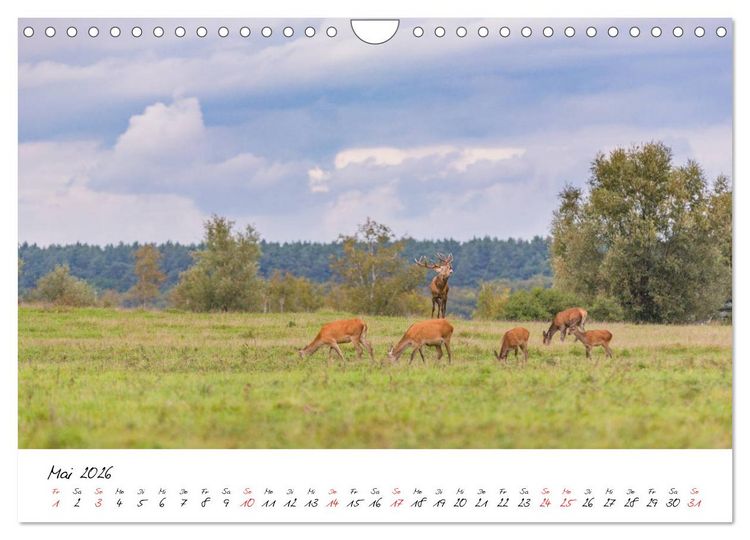Produktbild: Rotwild - im Naturparadies der Mecklenburgischen Seenplatte (Wandkalender 2026 DIN A4 quer), CALVENDO Monatskalender