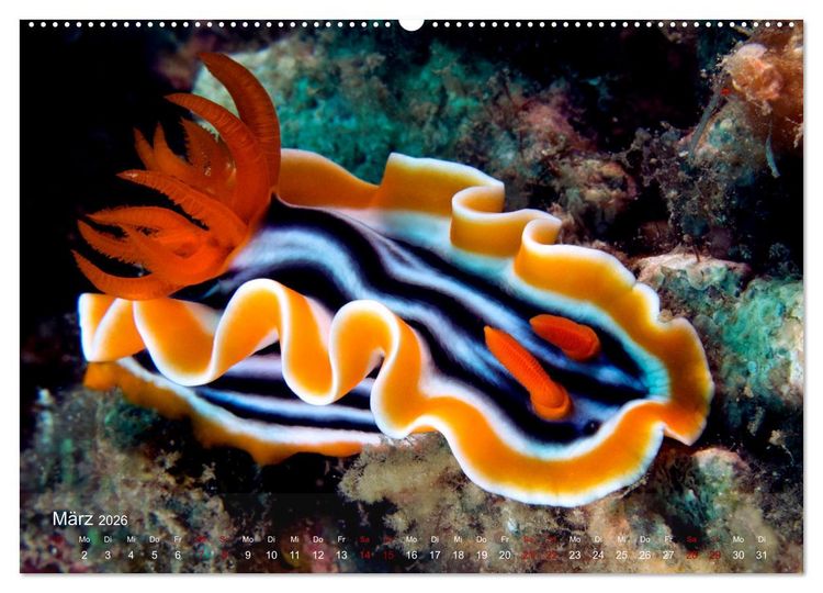 Produktbild: Tauchen in Indonesien - BUNTE MEERESSCHNECKEN (hochwertiger Premium Wandkalender 2026 DIN A2 quer), Kunstdruck in Hochglanz