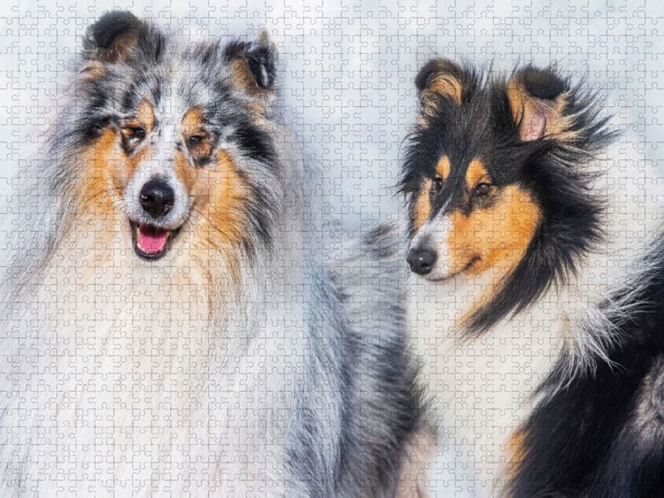 Produktbild: CALVENDO Puzzle Collies - R&uuml;de und H&uuml;ndin | 2000 Teile Lege-Gr&ouml;&szlig;e 90x67cm Foto-Puzzle f&uuml;r gl&uuml;ckliche Stunden