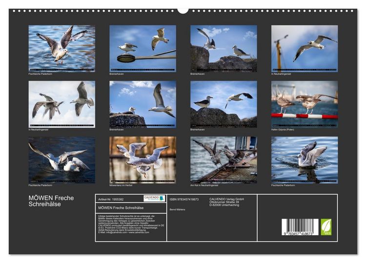 Produktbild: M&Ouml;WEN Freche Schreih&auml;lse (hochwertiger Premium Wandkalender 2026 DIN A2 quer), Kunstdruck in Hochglanz