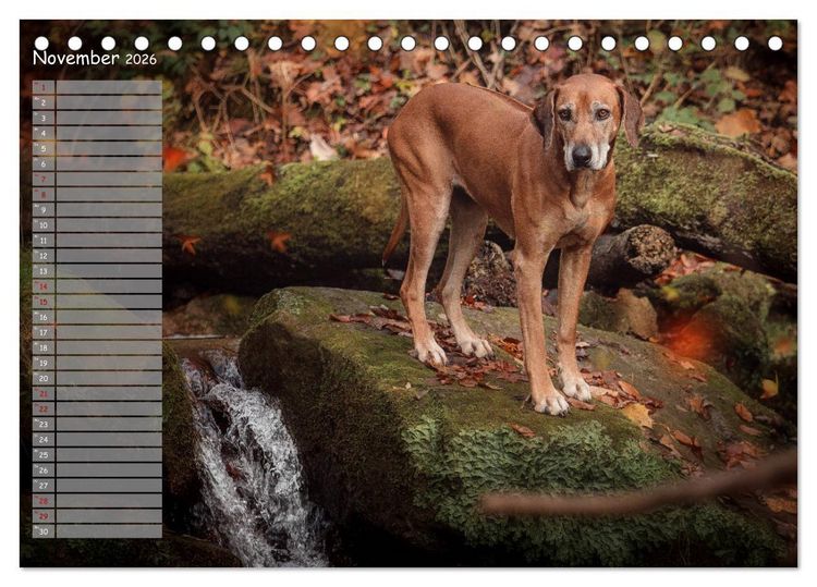 Produktbild: Rhodesian Ridgeback - Herzen auf vier Pfoten (Tischkalender 2026 DIN A5 quer), CALVENDO Monatskalender