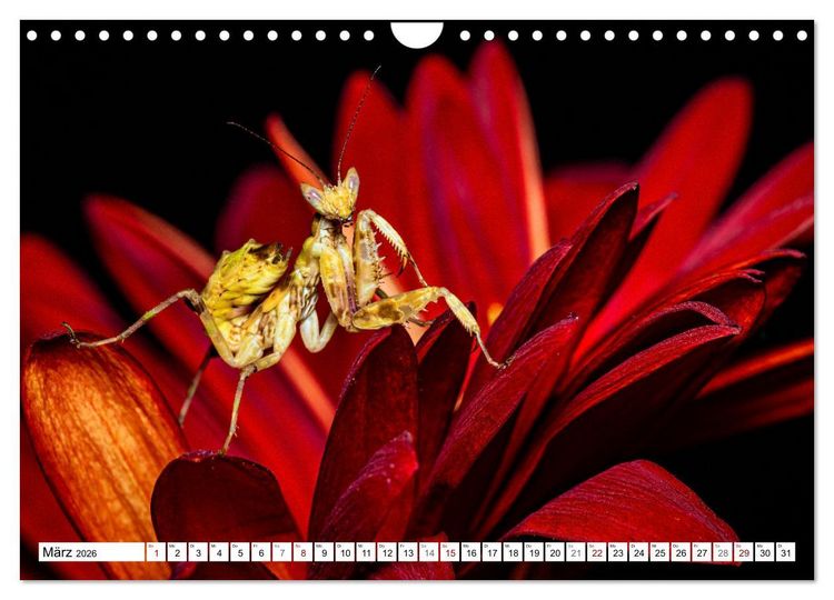 Produktbild: Im Bann der Mantis (Wandkalender 2026 DIN A4 quer), CALVENDO Monatskalender