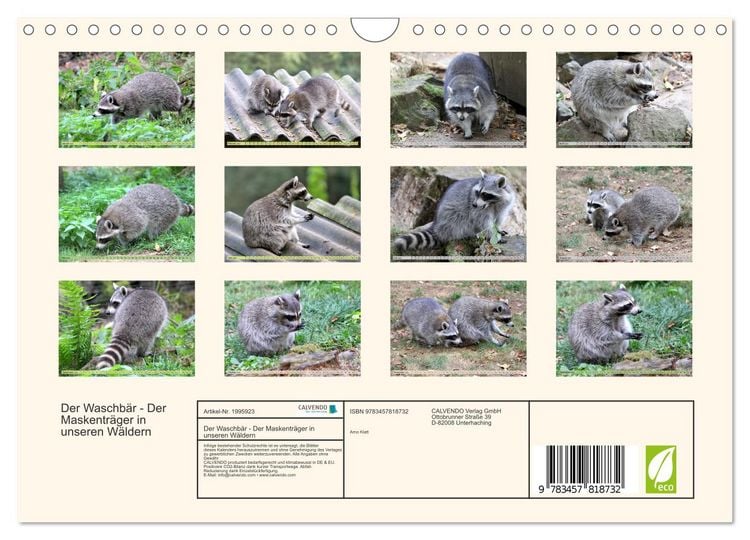 Produktbild: Der Waschb&auml;r - Der Maskentr&auml;ger in unseren W&auml;ldern (Wandkalender 2026 DIN A4 quer), CALVENDO Monatskalender