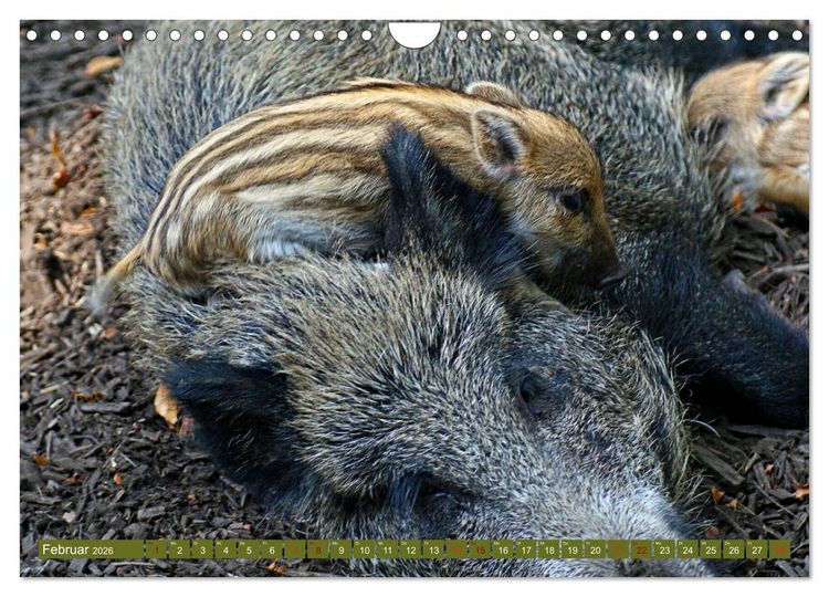 Produktbild: Wildschweins Kinderstube - Freche Frischlinge (Wandkalender 2026 DIN A4 quer), CALVENDO Monatskalender