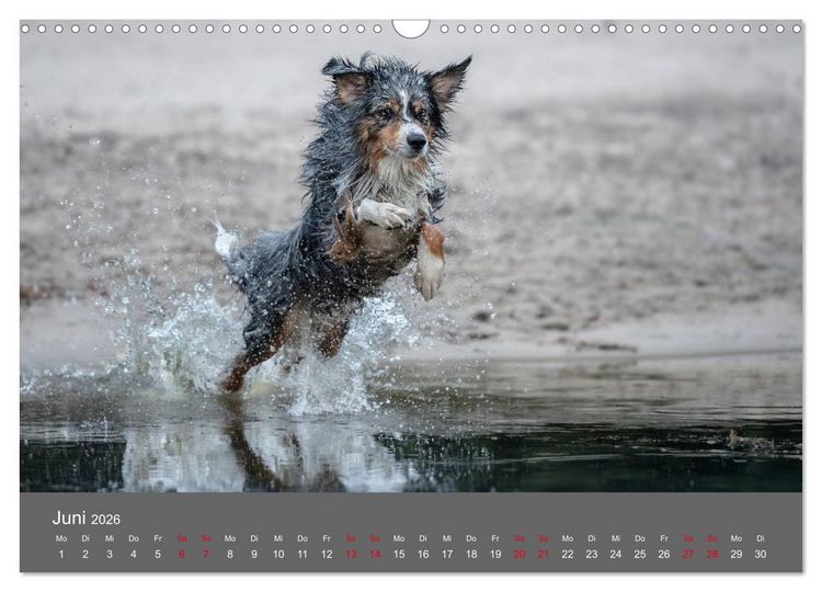 Produktbild: Australian Shepherd - Vielfalt in einer Rasse (Wandkalender 2026 DIN A3 quer), CALVENDO Monatskalender