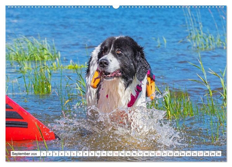 Produktbild: Landseer - Ein starker Freund auf 4 Pfoten (Wandkalender 2026 DIN A2 quer), CALVENDO Monatskalender