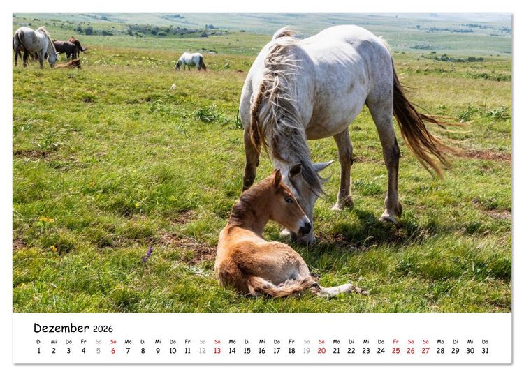 Produktbild: Wildpferde am Kruzi Plateau (Tischkalender 2026 DIN A5 quer), CALVENDO Monatskalender