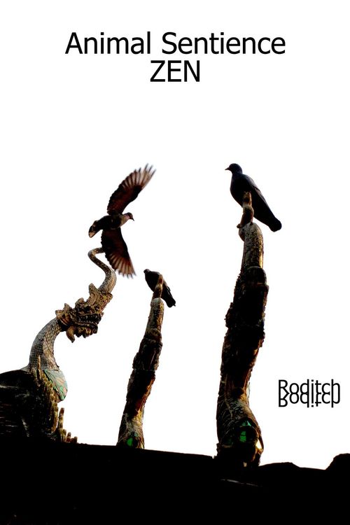 Produktbild: Animal Sentience Zen