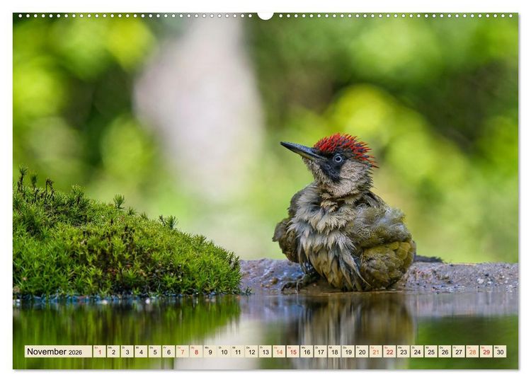 Produktbild: Unsere Vogelvielfalt: Ein Schatz zum Entdecken und Sch&uuml;tzen (Wandkalender 2026 DIN A2 quer), CALVENDO Monatskalender